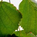 Birch leaves. Photo: Valeria Azovskaya