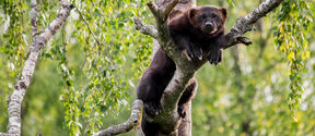 A wolverine perched on a tree branch surrounded by lush green foliage.