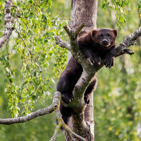 A wolverine perched on a tree branch surrounded by lush green foliage.