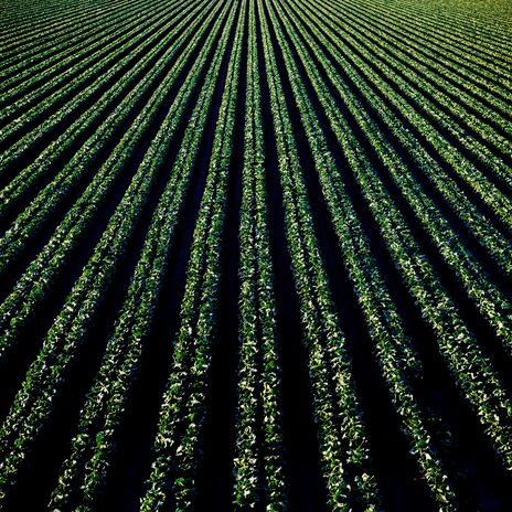 Photo of crop by Tim Mossholder from Pexels