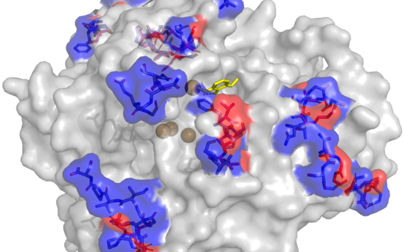 Three dimensional model of an enzyme